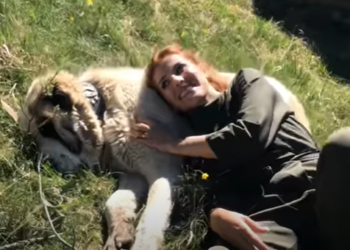 Gazetarja e Top Channel që trazoi grekët dhe minoritetin në Dropull, sulmohet nga një qen stani dhe rrezikoi seriozisht jetën (Pamje të rënda)