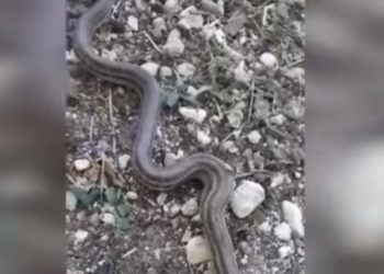 Libohovë, gjarpëri sulmon një familje (Video)