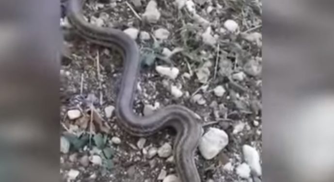 Libohovë, gjarpëri sulmon një familje (Video)