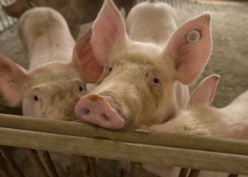 Alarm i ri nga Kina, një virus i gjetur tek derrat mund të kthehet në pandemi