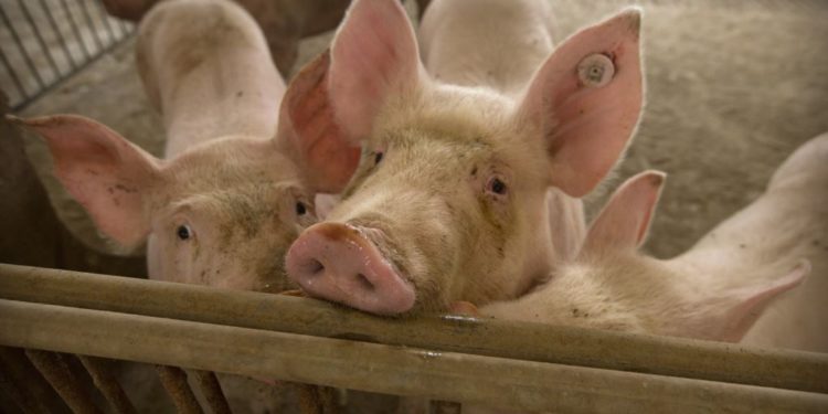 Alarm i ri nga Kina, një virus i gjetur tek derrat mund të kthehet në pandemi