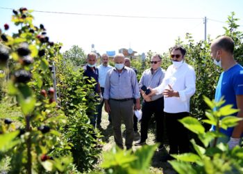 Çuçi tek ferma e manaferrave: Heqja e TVSH për imputet dhe ligji për produktet plehëruese dy masa që kanë dhënë efekt tek fermerët