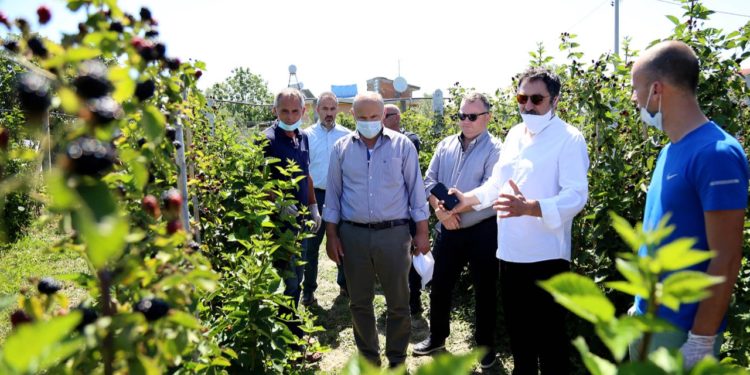 Çuçi tek ferma e manaferrave: Heqja e TVSH për imputet dhe ligji për produktet plehëruese dy masa që kanë dhënë efekt tek fermerët