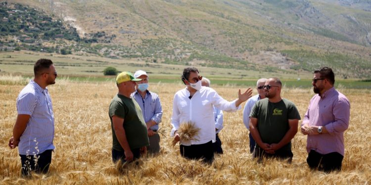 Ferma më e madhe në Shqipëri me drith, Çuçi në Dropull tek “Agro Beqari”: Mbështetje përmes programit IPARD dhe investime në infrastrukturën e ujitje-kullimit (FOTO)