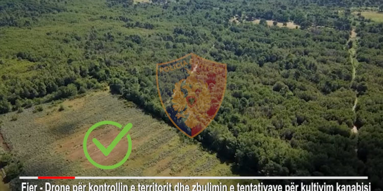 Policia lëshon dronet, 56-vjeçari kapet duke kultivuar kanabis në tokën e tij