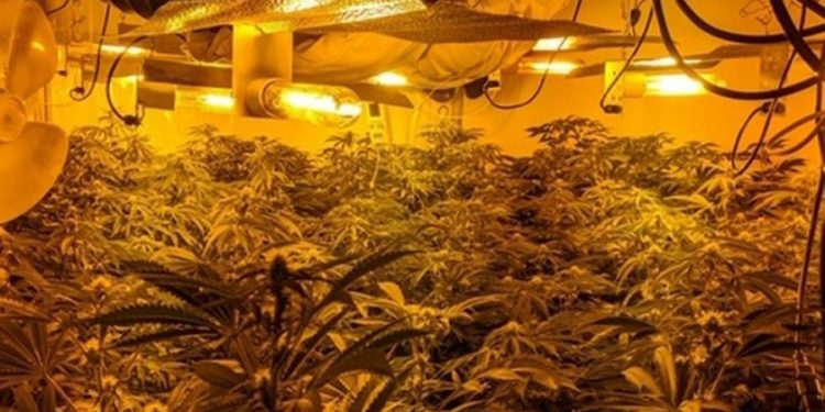 Hiqej si kopshtar i respektuar, shqiptari arrestohet në fermën e kanabisit