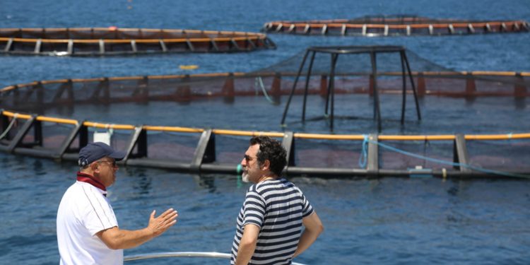 Vlora dhe Saranda dy zonat prioritare për zhvillimin e akuakulturës, Çuçi: Kapaciteti i Shqipërisë për rreth 10 mijë ton peshk në vit