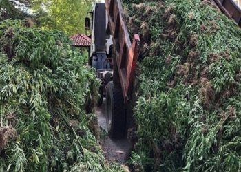 Policia zbulon “Lazaratin grek” me rreth 14 mijë rrënjë kanabisi, arrestohet vajza shqiptare dhe një burrë
