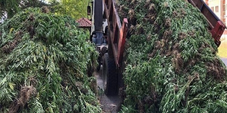 Policia zbulon “Lazaratin grek” me rreth 14 mijë rrënjë kanabisi, arrestohet vajza shqiptare dhe një burrë