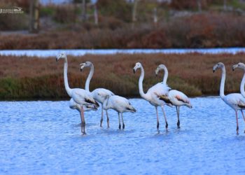 Bukuritë mahnitëse të Lagunës së Karavastasë (FOTO)