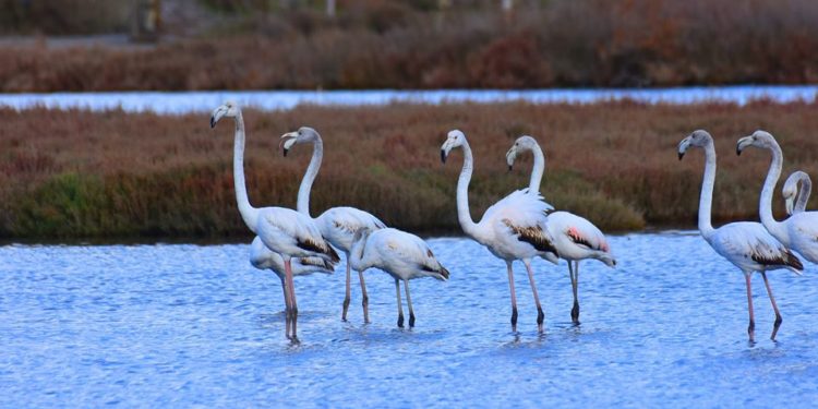 Bukuritë mahnitëse të Lagunës së Karavastasë (FOTO)