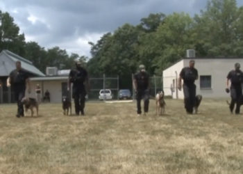 COVID/ Ja shteti ku po stërvisin qentë për identifikimin e koronavirusit