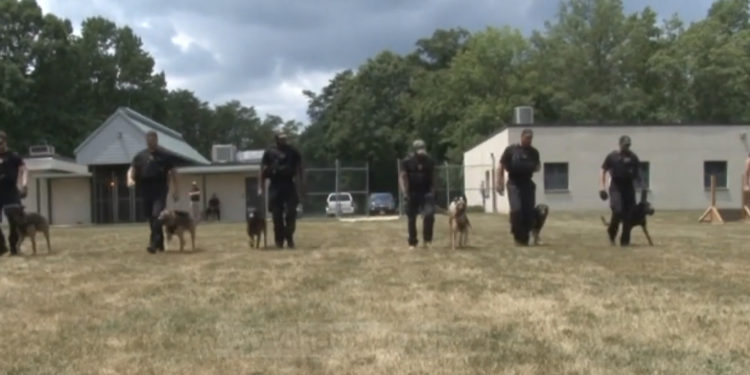 COVID/ Ja shteti ku po stërvisin qentë për identifikimin e koronavirusit