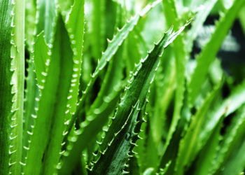 Aloe Vera, 8 përdorimet e saj