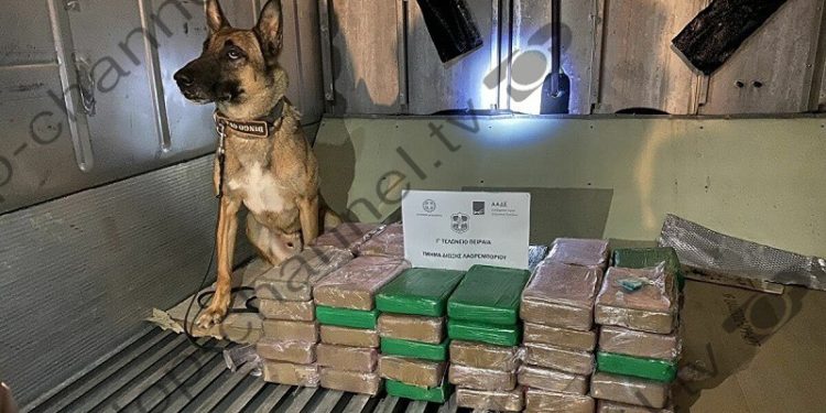 Rojet bregdetare shqiptare, DEA dhe policia greke kapin 70 kg kokainë në një konteiner me banane nga Panamaja