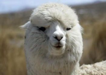 Studimi/Antitrupat e gjetur në këtë kafshë mund të jenë shpëtimi nga COVID