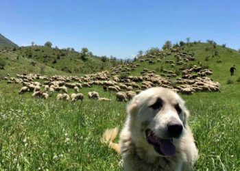 “Shqipëria e bukur”, Rama promovon Çajupin (FOTO)