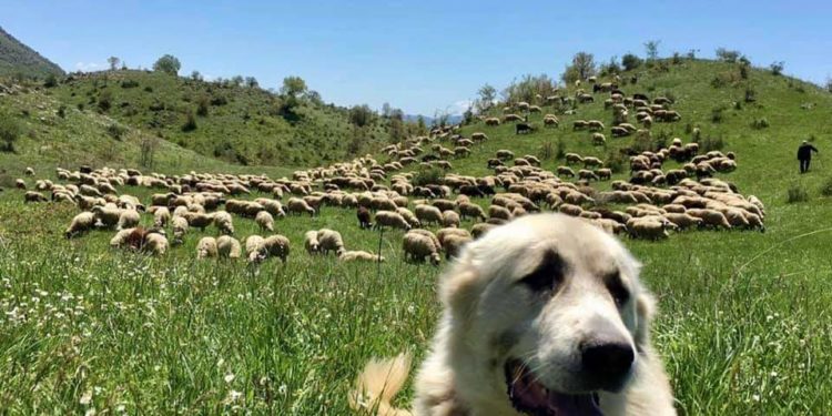 “Shqipëria e bukur”, Rama promovon Çajupin (FOTO)
