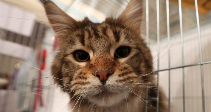 Covid nuk kursen as kafshët, shënohet macja e parë e prekur në Britani