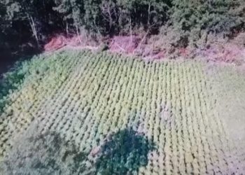 5 shqiptarë zhvendosin “Lazaratin” në Greqi, mbollën mbi 13 mijë rrënjë kanabis (FOTO)