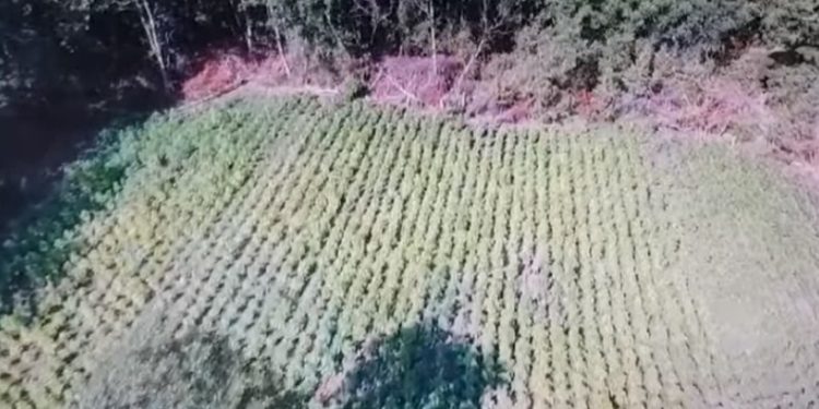 5 shqiptarë zhvendosin “Lazaratin” në Greqi, mbollën mbi 13 mijë rrënjë kanabis (FOTO)