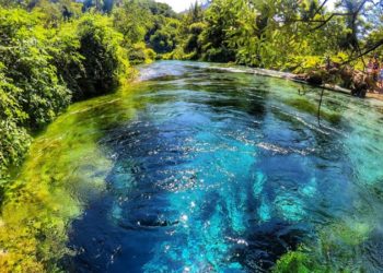 Bukuritë tek ne janë të vetmuara ose të kërcënuara