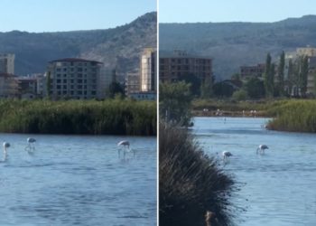 Pamje të rralla/ Flamingot nuk i kemi parë kurrë kaq PRANË zonave të banuara në SHQIPËRI (VIDEO)
