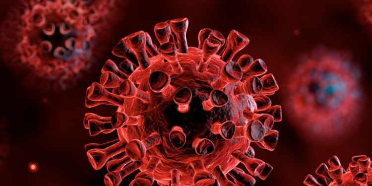 Studimi amerikan, Covid mund të ketë bashkëjetuar me lakuriqët prej viteve ‘40