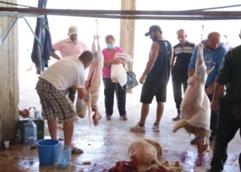 Bektashinjtë në festë, shihni çfarë iu bëhet qingjave në Malin e Tomorrit (FOTO)