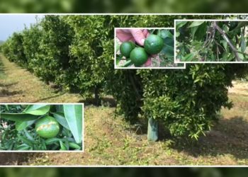 Breshër sa një top ping-pongu, dëmtohen agrumet në Konispol (VIDEO)