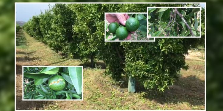 Breshër sa një top ping-pongu, dëmtohen agrumet në Konispol (VIDEO)