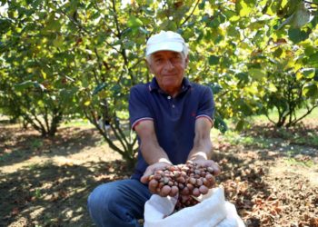 Njihuni me Vangjel Kuron, fermeri nga Libohova që prodhon çdo vit 4 ton lajthi (FOTO)