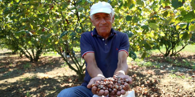 Njihuni me Vangjel Kuron, fermeri nga Libohova që prodhon çdo vit 4 ton lajthi (FOTO)