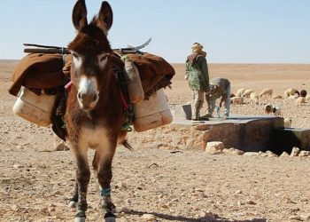 Guvernatorit i bëjnë atentat me një… gomar