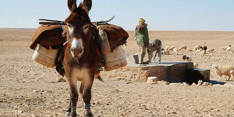 Guvernatorit i bëjnë atentat me një… gomar