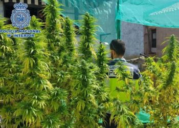 Lazarati transferohet në Spanjë, policia: Malet janë mbushur me marihuanë nga shqiptarët