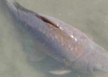 Presidenti i Zambisë mban zi për… ngordhjen e peshkut me fat