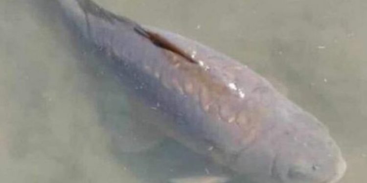 Presidenti i Zambisë mban zi për… ngordhjen e peshkut me fat