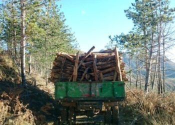 Arrestohet i riu nga Gjirokastra, kishte prerë dru pa leje dhe i jepte makinës pa patentë