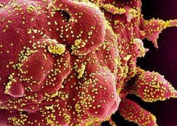 Gjenden super anti-trupat që bllokojnë sulmin e COVID-19 në qelizat e njeriut