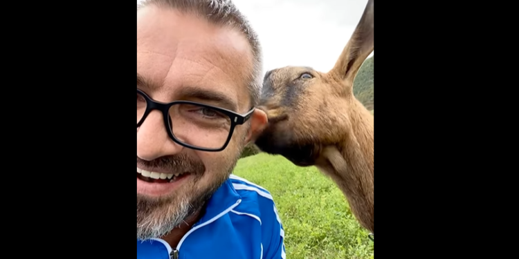 Keci i lëpin veshin, Saimir Tahiri feston ditëlindjen në fusha (VIDEO)