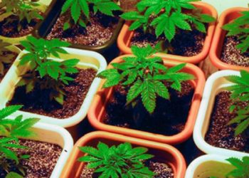 Memaliaj, zbulohen 7 rrënjë kanabisi në oborrin e një shtëpie