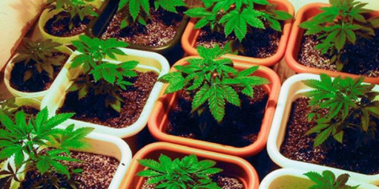 Memaliaj, zbulohen 7 rrënjë kanabisi në oborrin e një shtëpie