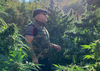 1600 euro kg, Artan Hoxha në parcelat me kanabis: Përshëndetje z.Kryeministër (FOTO)