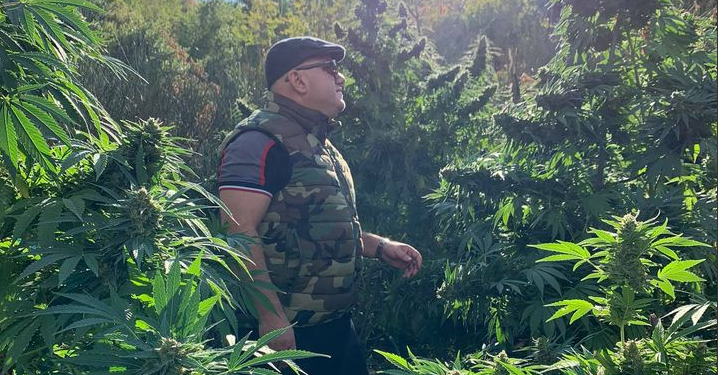 1600 euro kg, Artan Hoxha në parcelat me kanabis: Përshëndetje z.Kryeministër (FOTO)