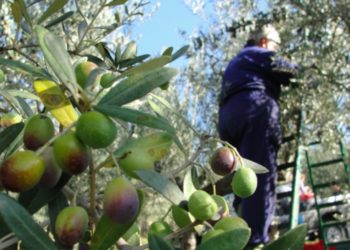 ‘Çmendet’ Bashkia Himarë, nxjerr njoftimin e çuditshëm: Gjobë kush do vjelë ullinjtë para datës 15 nëntor