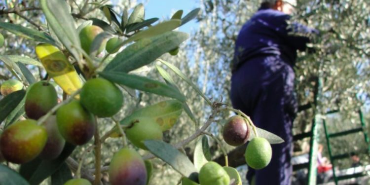 ‘Çmendet’ Bashkia Himarë, nxjerr njoftimin e çuditshëm: Gjobë kush do vjelë ullinjtë para datës 15 nëntor