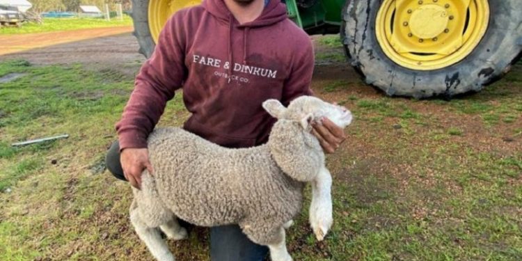 E pazakontë, lind qengji me pesë këmbë (FOTO)