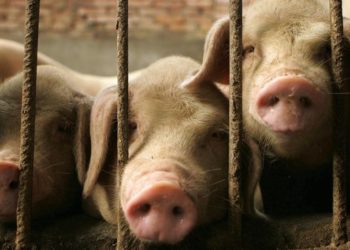 Zbulohet një lloj i rrallë i gripit të derrit, simptomat mund të ngatërrohen me Covid