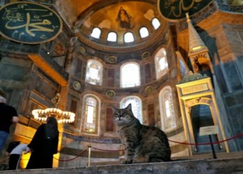 Lamtumirë Gli, macja e famshme e xhamisë ‘Shën Sofia’ në Stamboll nuk është më